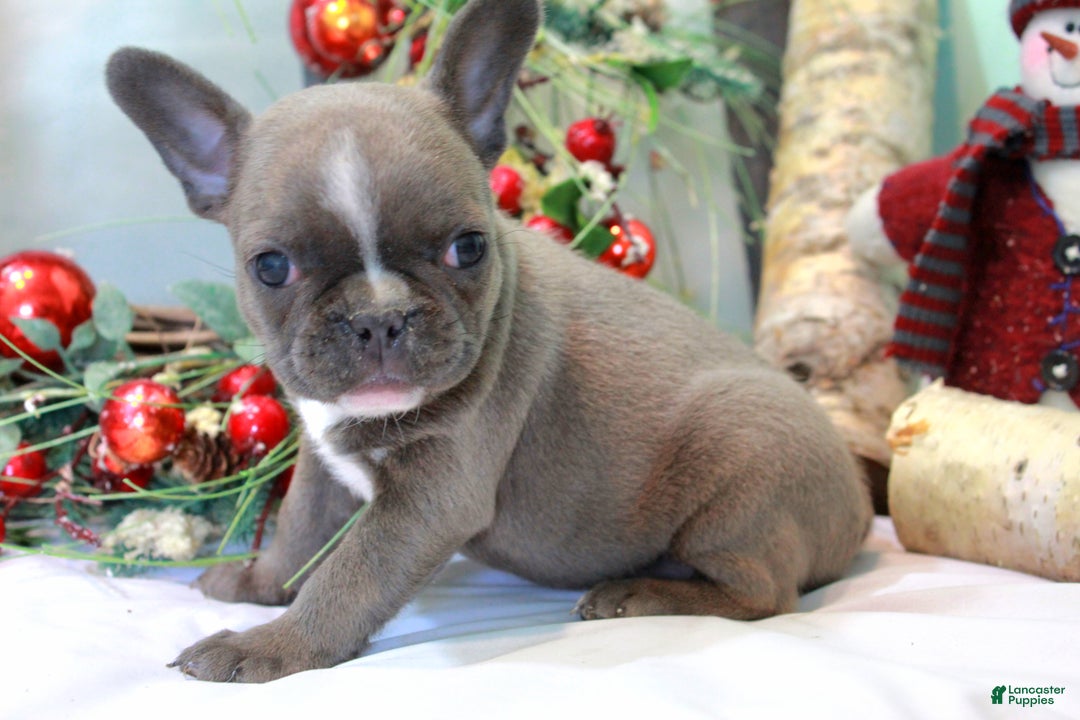 Frenchton dogs for sale: Bella  - Ad 2