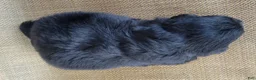 Australian Shepherd dogs for sale: Trixie - Ad 8
