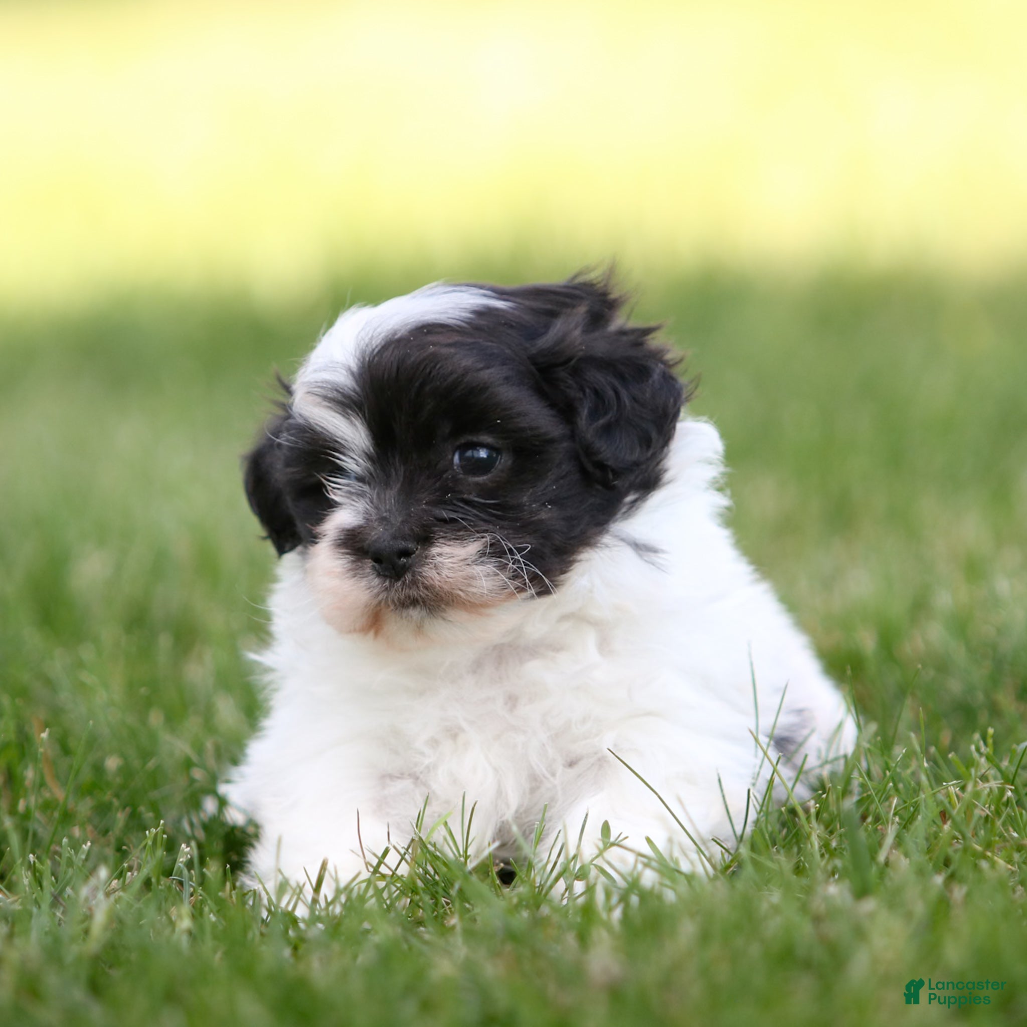 Teddy Bear dogs Rocky Teddy Bear Puppy - Ad 1