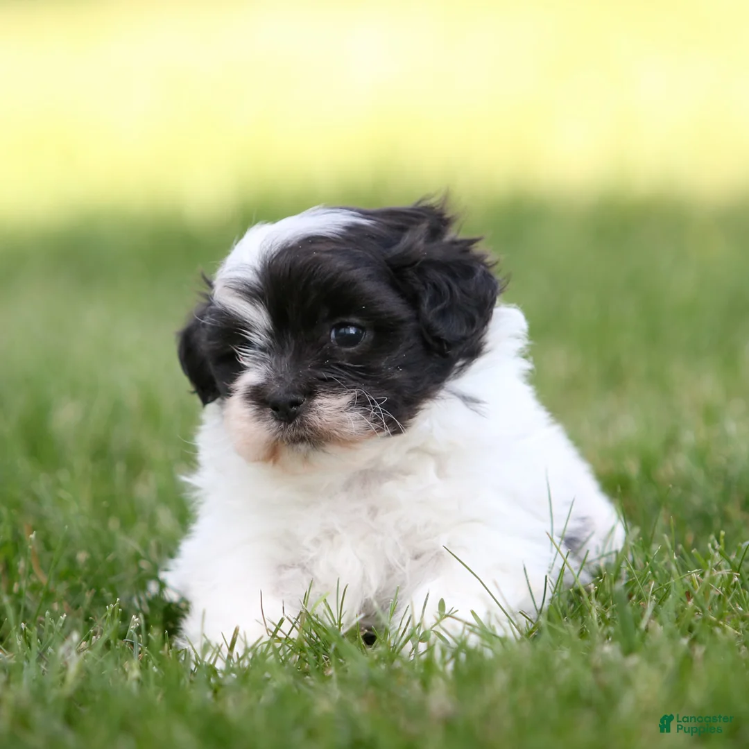 Teddy Bear dogs for sale: Rocky Teddy Bear Puppy - Ad 1