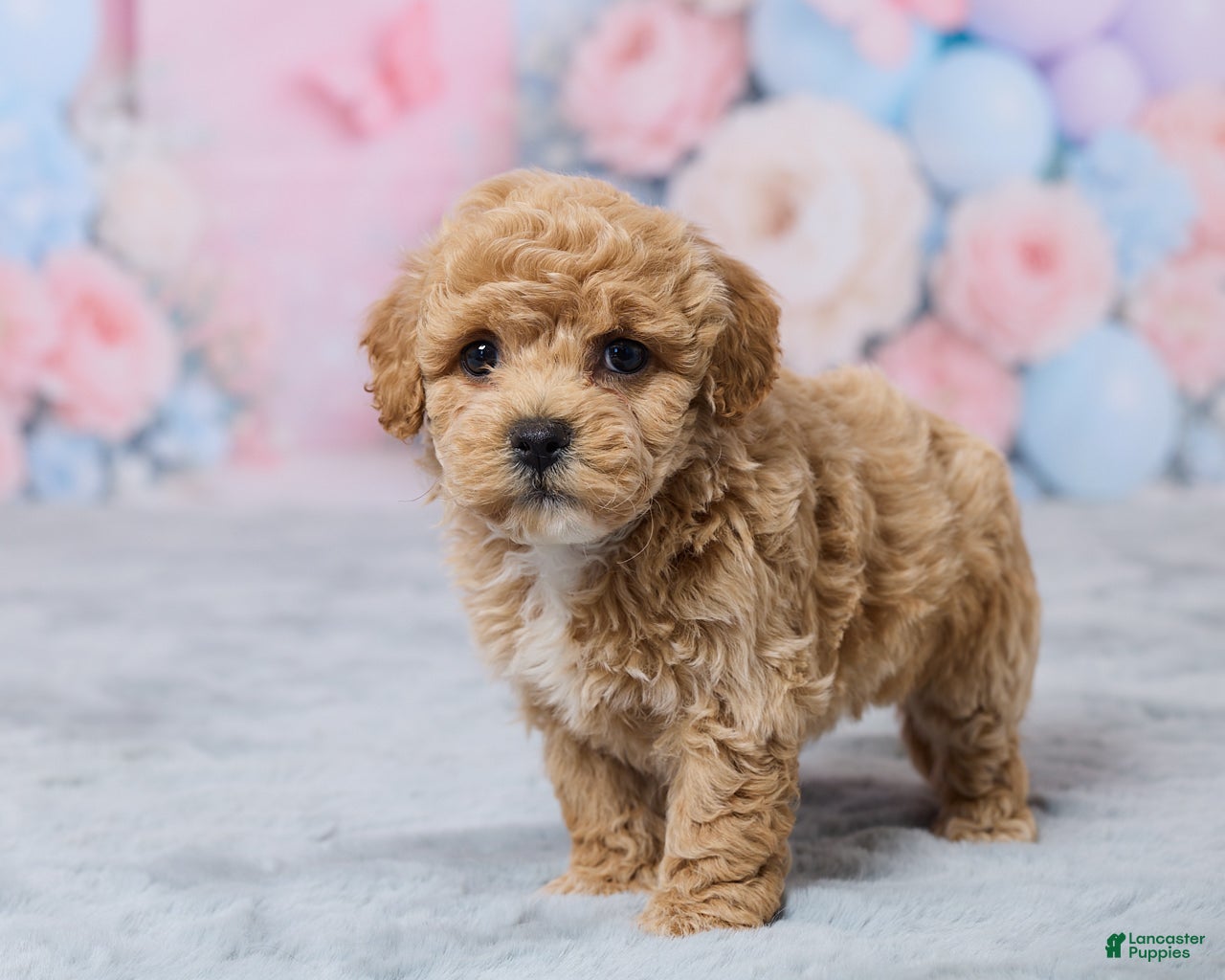 Bichpoo dogs for sale: Petunia - Ad 5