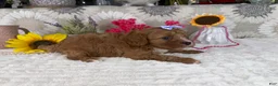 Cavapoo dogs for sale: Kayla - Ad 10