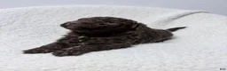 Lagotto Romagnolo dogs for sale: Magali - Ad 3