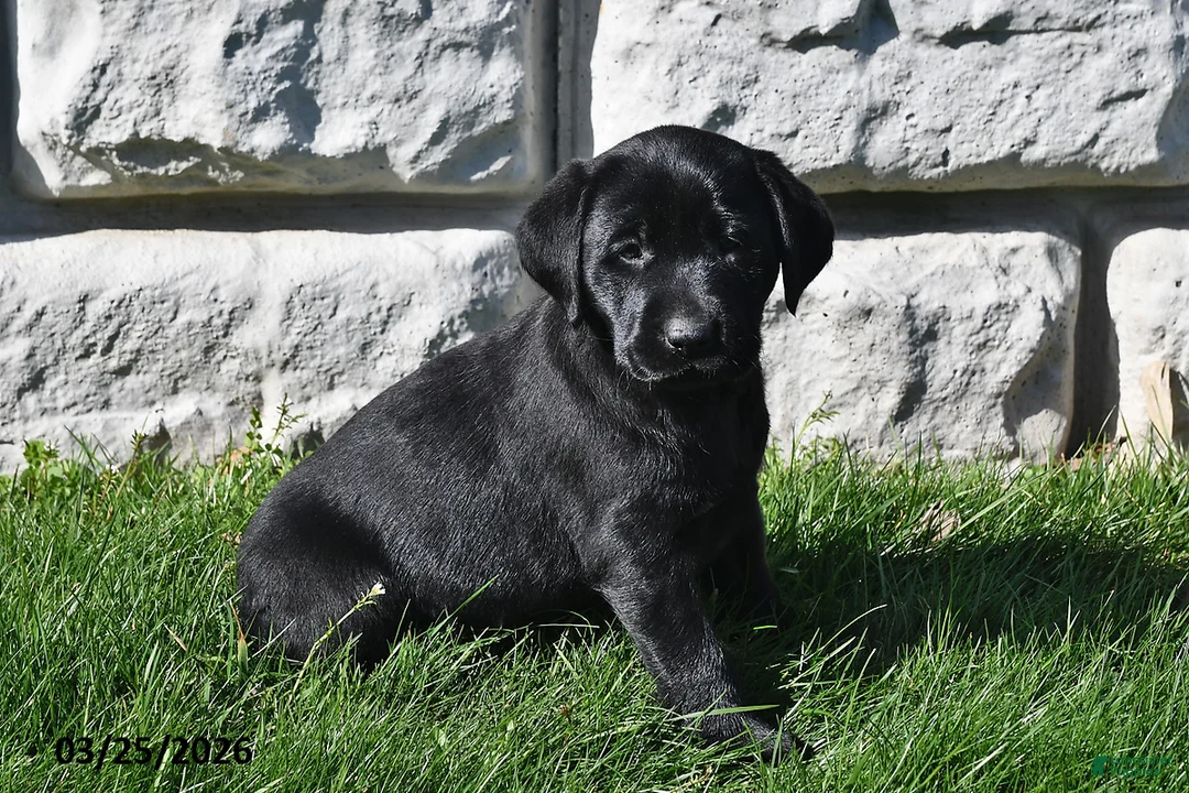 Labrador Retriever dogs for sale: Chloe - Ad 2