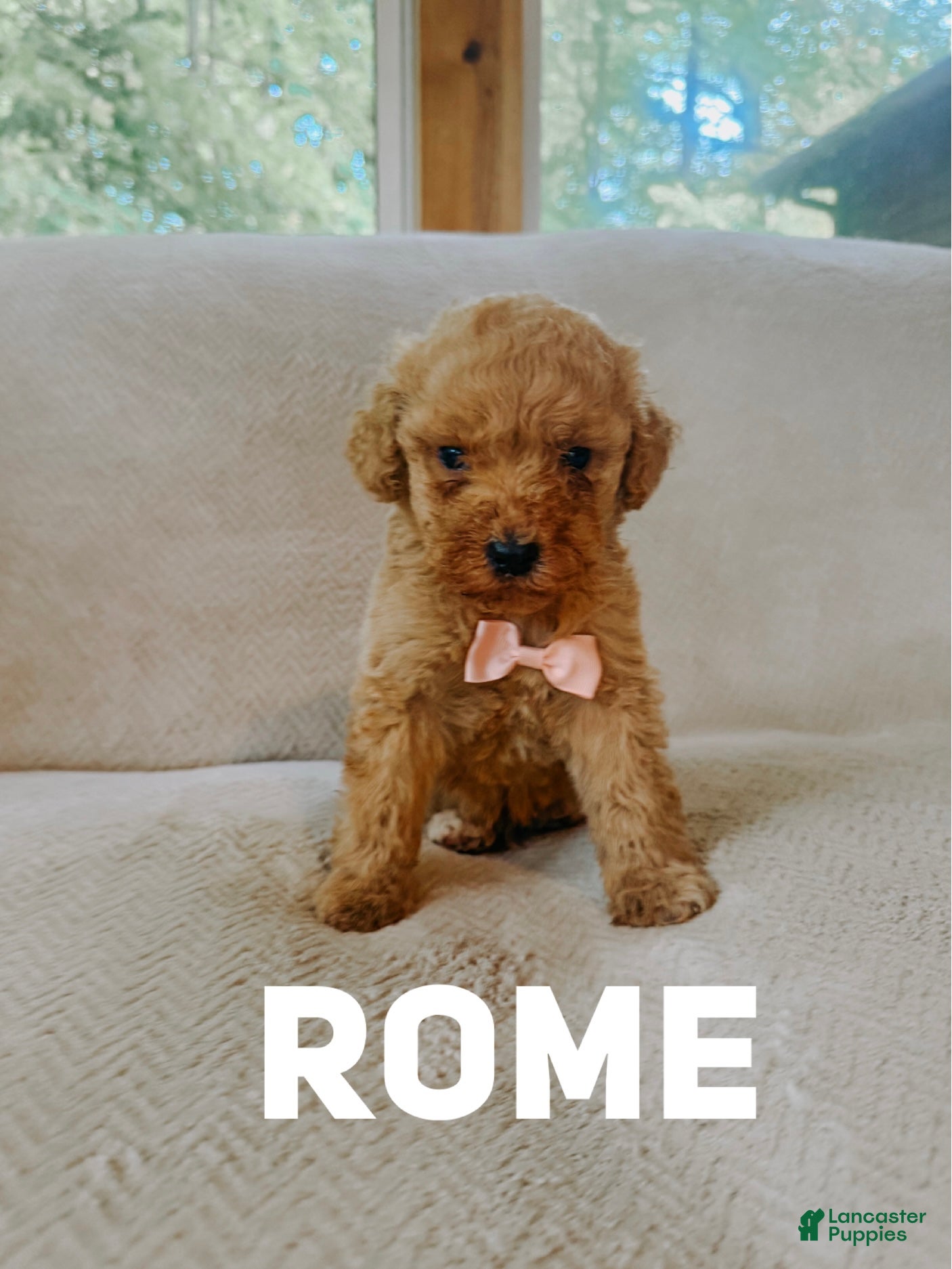 Goldendoodle dogs Rome - Ad 37