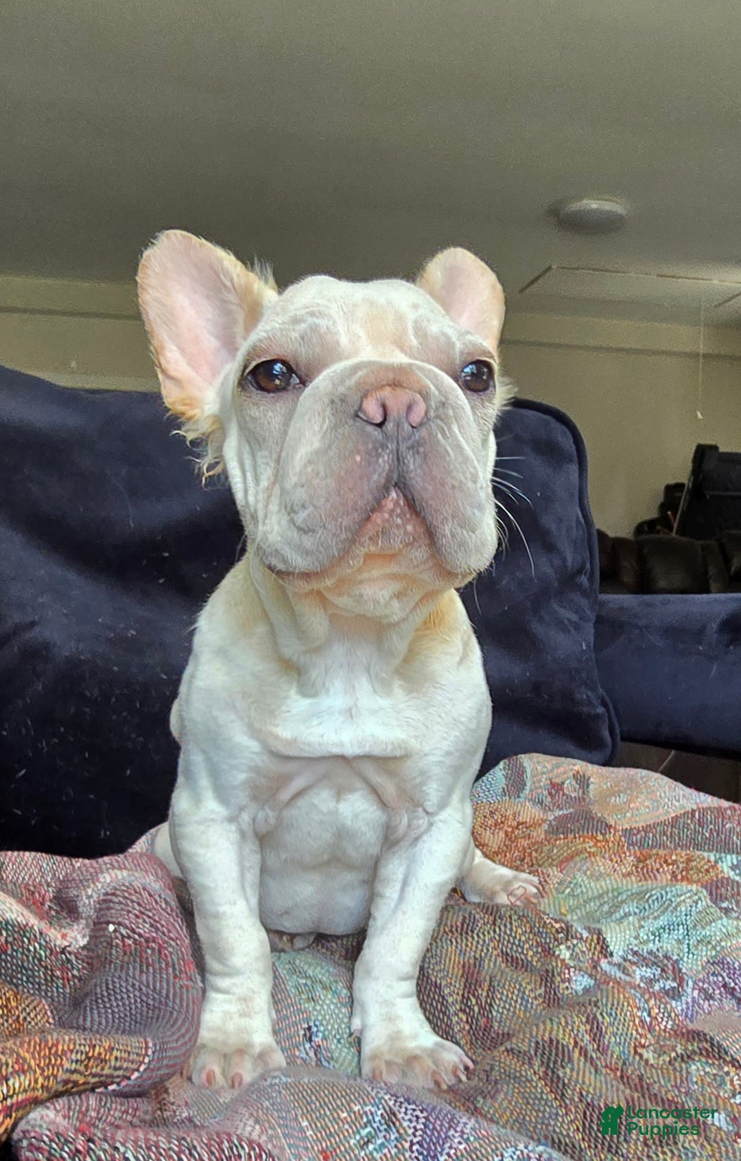 French Bulldog dogs for sale: Tyson - Ad 15