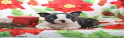 Boston Terrier dogs for sale: Hank - Ad 2