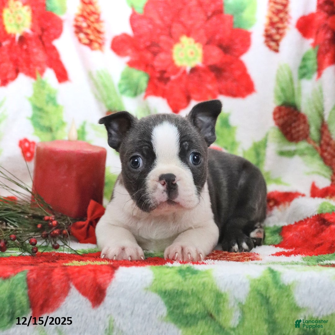 Boston Terrier dogs for sale: Hank - Ad 2