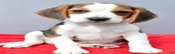 Beagle dogs for sale: Della - Ad 6