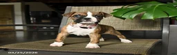 Boxer dogs for sale: Coral - Ad 1