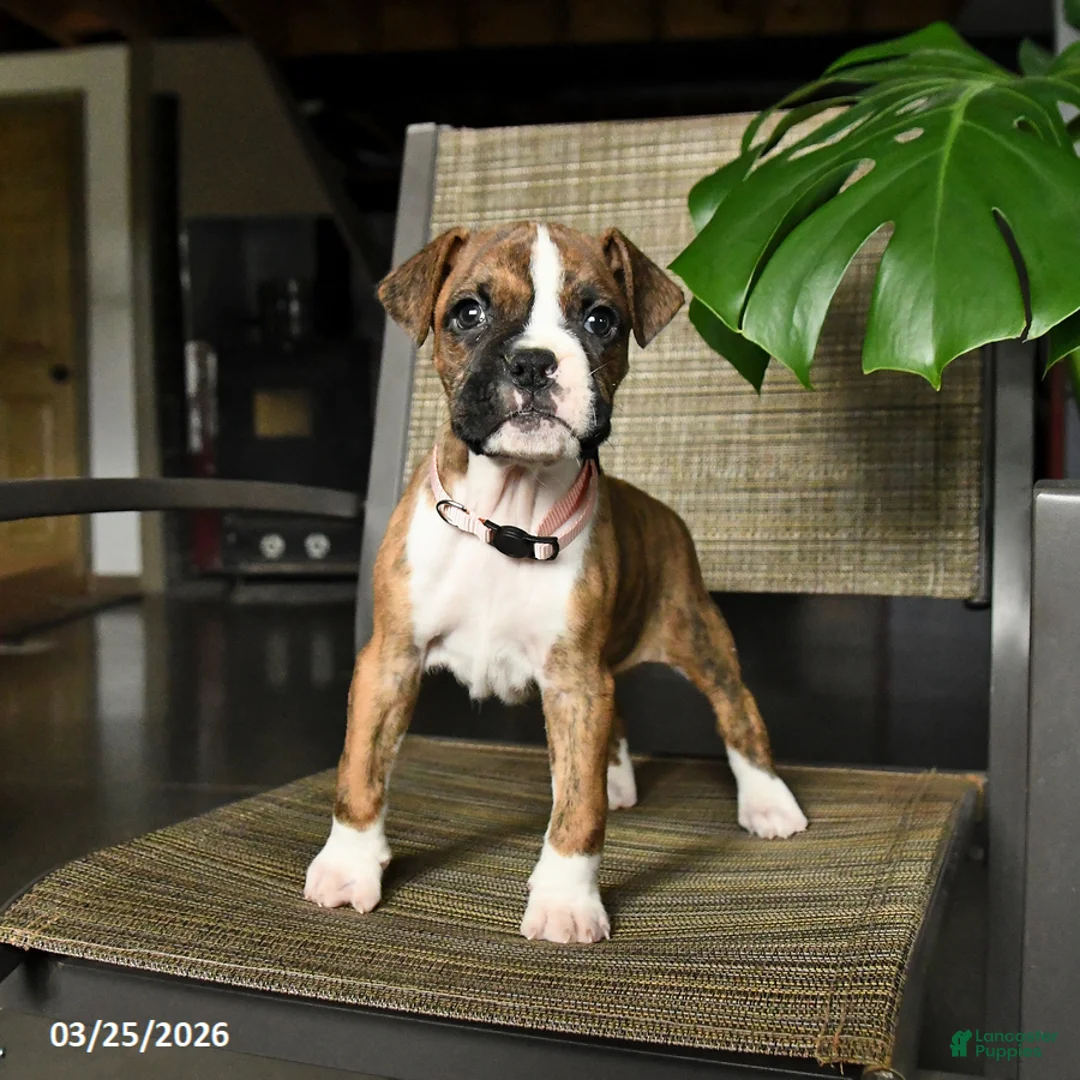 Boxer dogs for sale: Coral - Ad 1