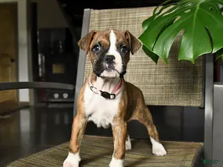 Boxer dogs for sale: Coral - Ad 2