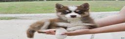 Pomsky dogs for sale: Truffle Tiny Pomsky - Ad 6