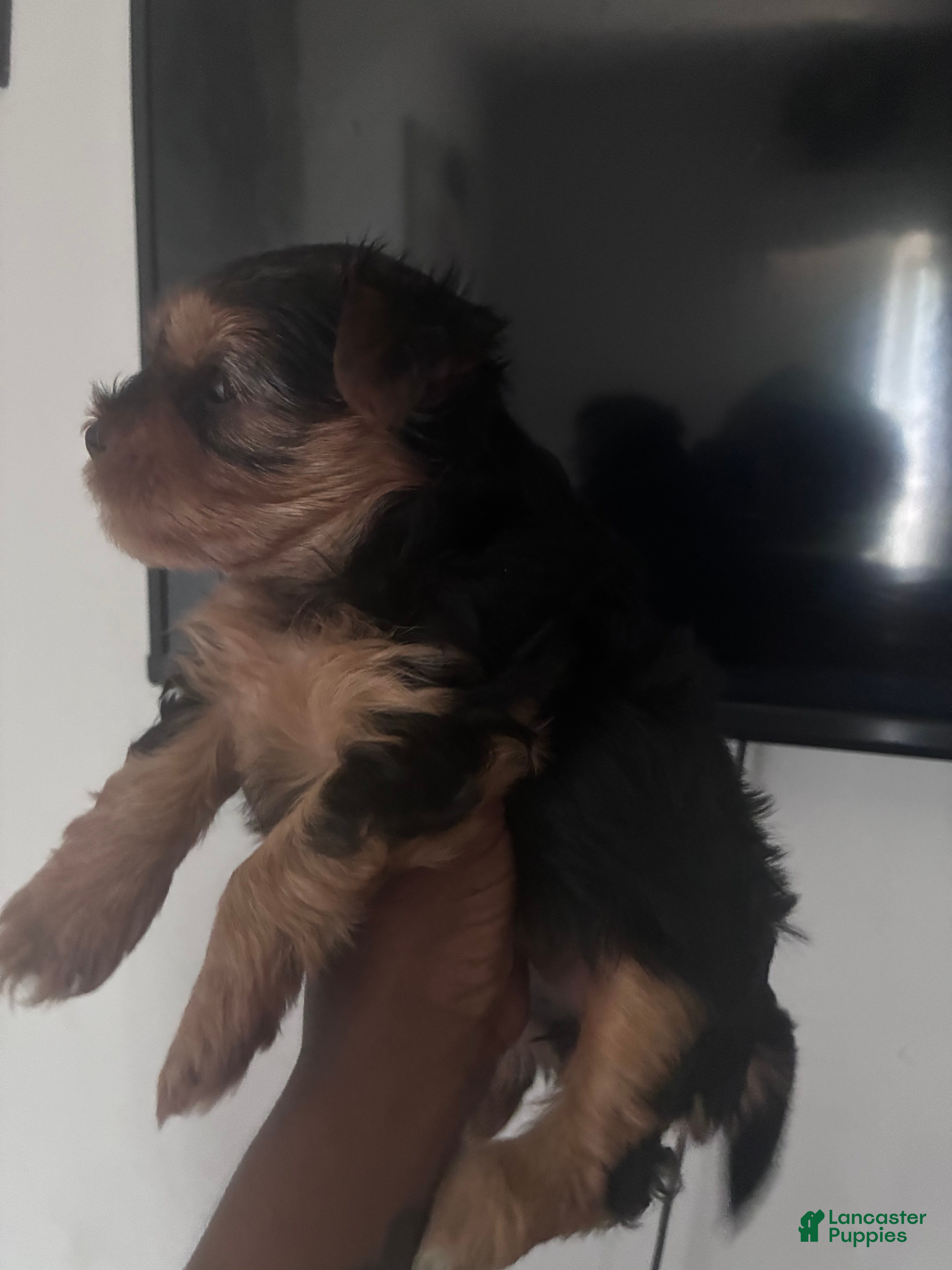Yorkshire Terrier dogs Yorkshire Terrier 1 - Ad 1