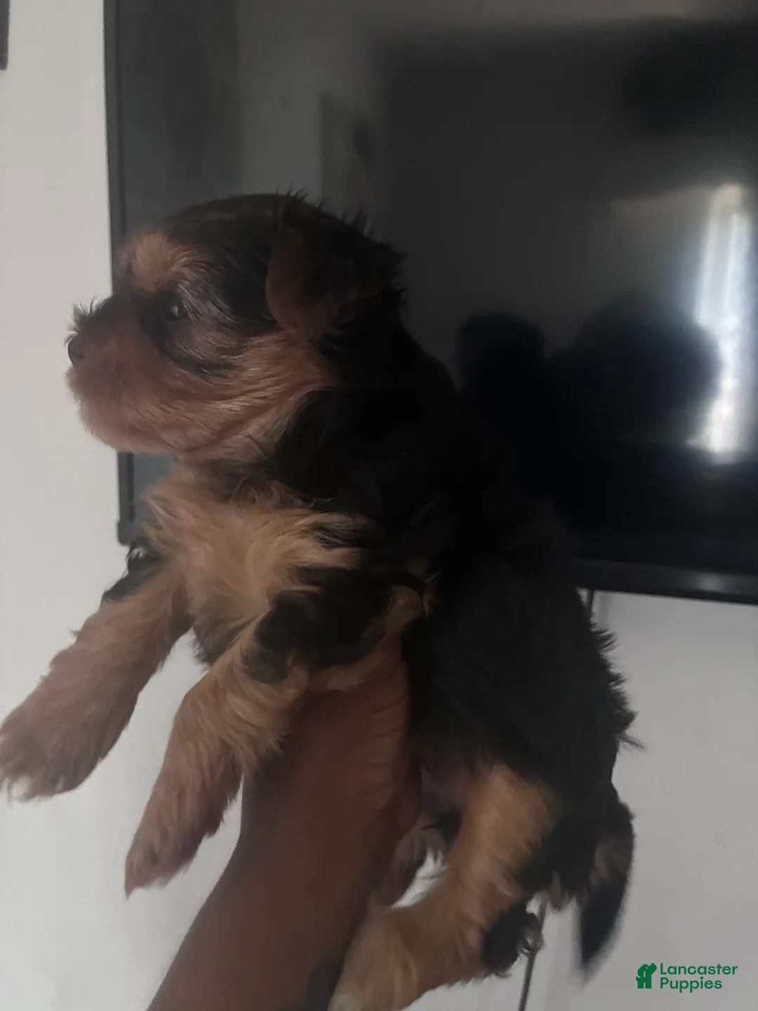 Yorkshire Terrier dogs for sale: Yorkshire Terrier 1 - Ad 1