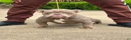 American Bully dogs for sale: Princess cherry - Ad 3