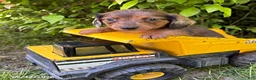 Dachshund dogs for sale: Romeo - Ad 3