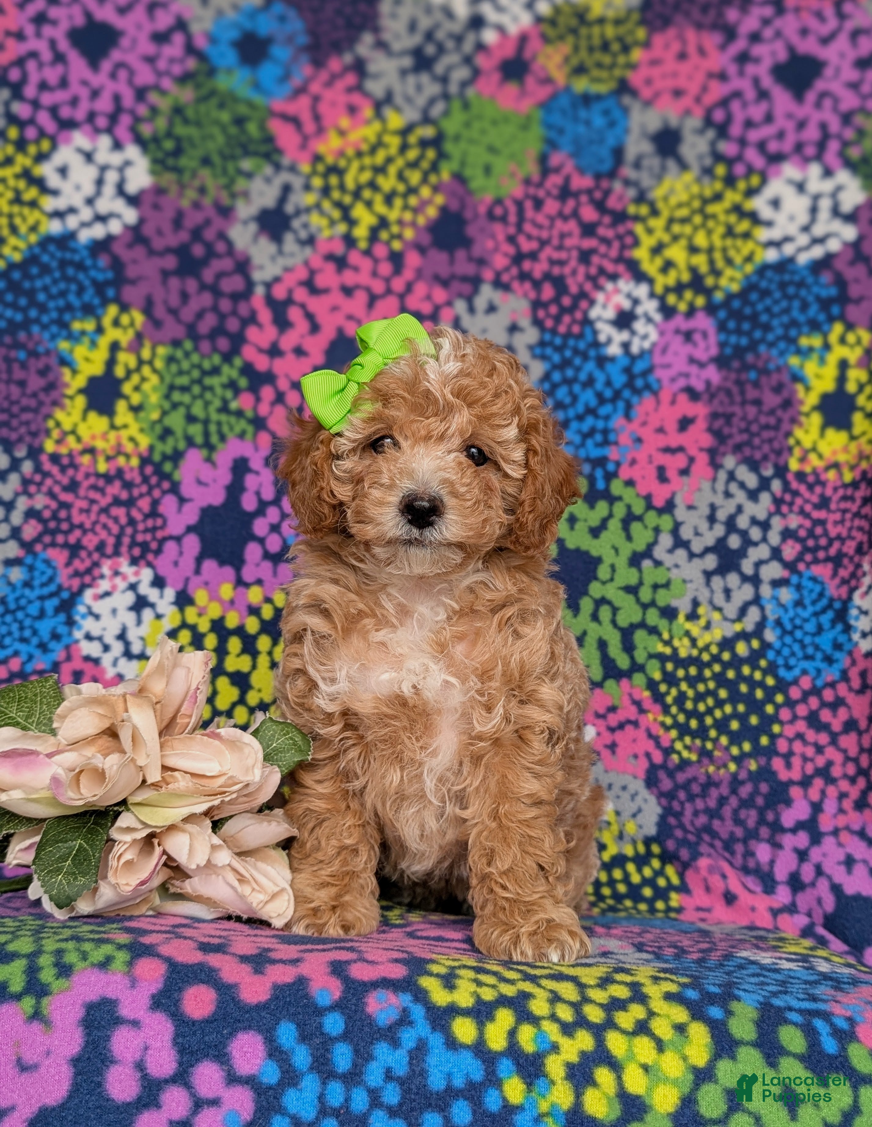 Miniature Poodle dogs for sale: Pheobe - Ad 4