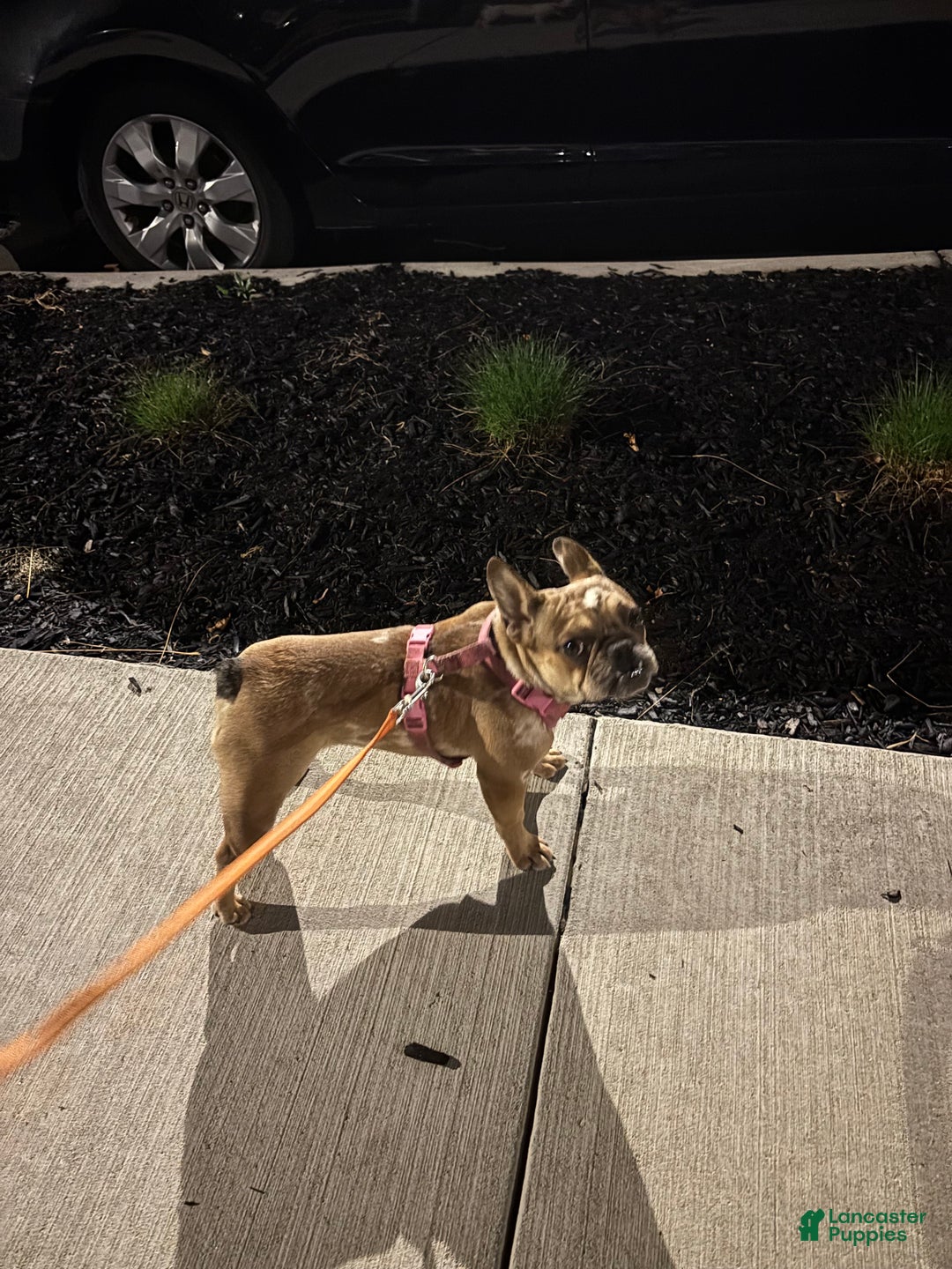 French Bulldog dogs for sale: Missy - Ad 5