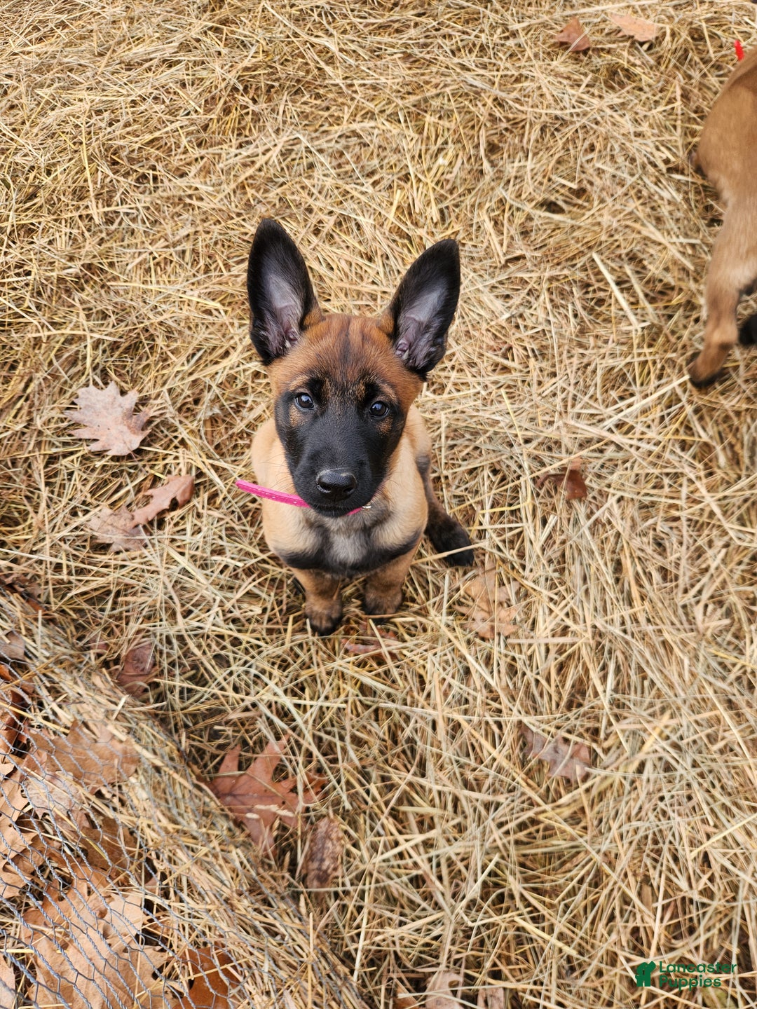 Belgian Malinois dogs for sale: Light Green (Magenta) - Ad 9