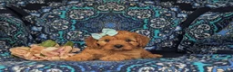 Cavapoo dogs for sale: Tori - Ad 6