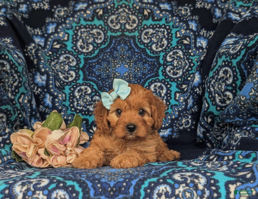 Cavapoo dogs for sale: Tori - Ad 6