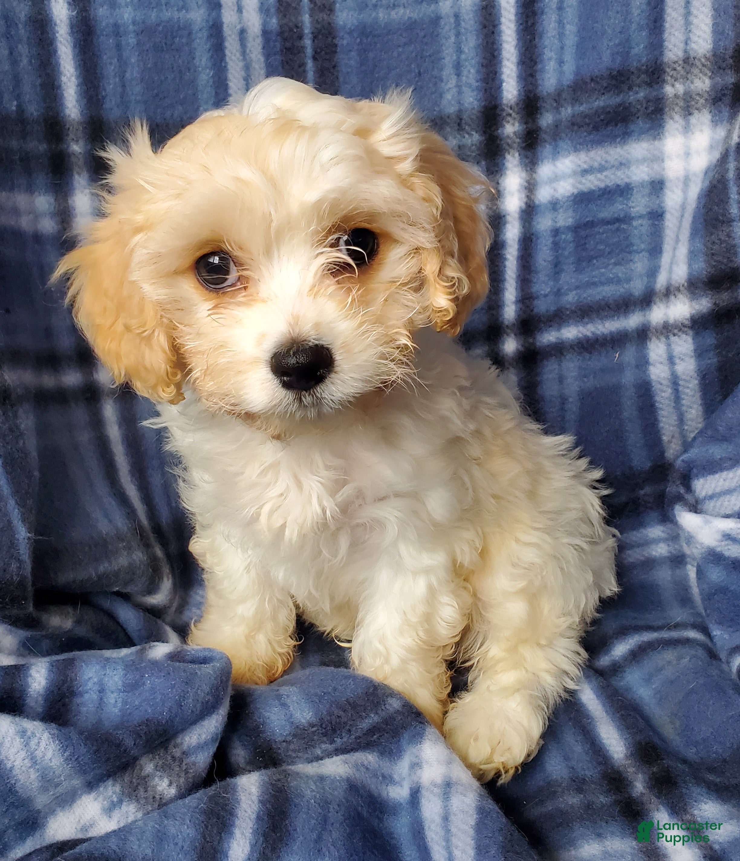 Cavachon dogs Harry - Ad 3