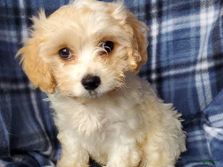 Cavachon dogs Harry - Ad 8