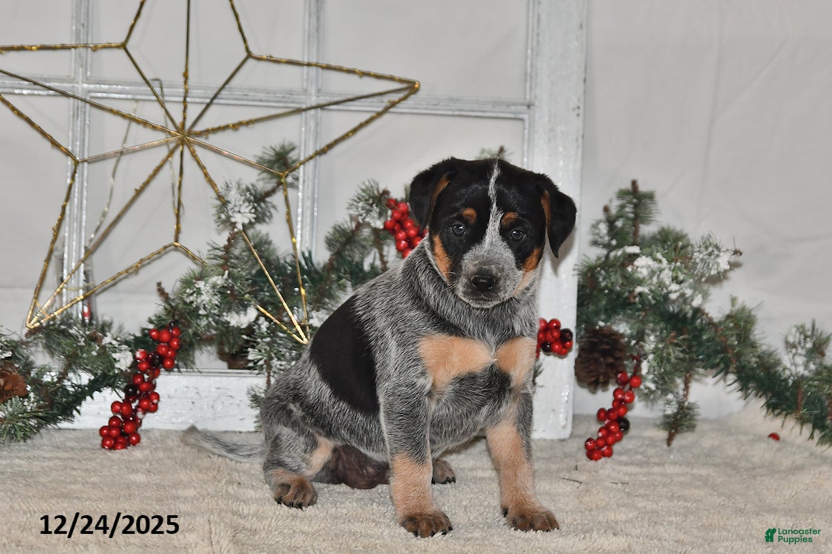 Australian Cattle Dog dogs Bessy - Ad 13