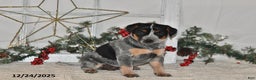 Australian Cattle Dog dogs for sale: Bessy - Ad 1