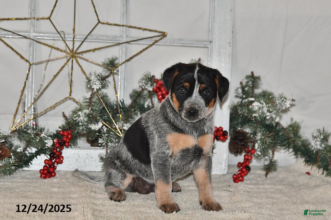 Australian Cattle Dog dogs for sale: Bessy - Ad 1
