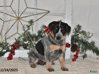 Australian Cattle Dog dogs Bessy - Ad 31