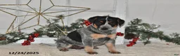 Australian Cattle Dog dogs for sale: Bessy - Ad 1