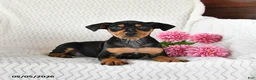 Miniature Pinscher dogs for sale: Trixie - Ad 4