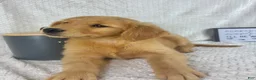Golden Retriever dogs for sale: Ruby  - Ad 4