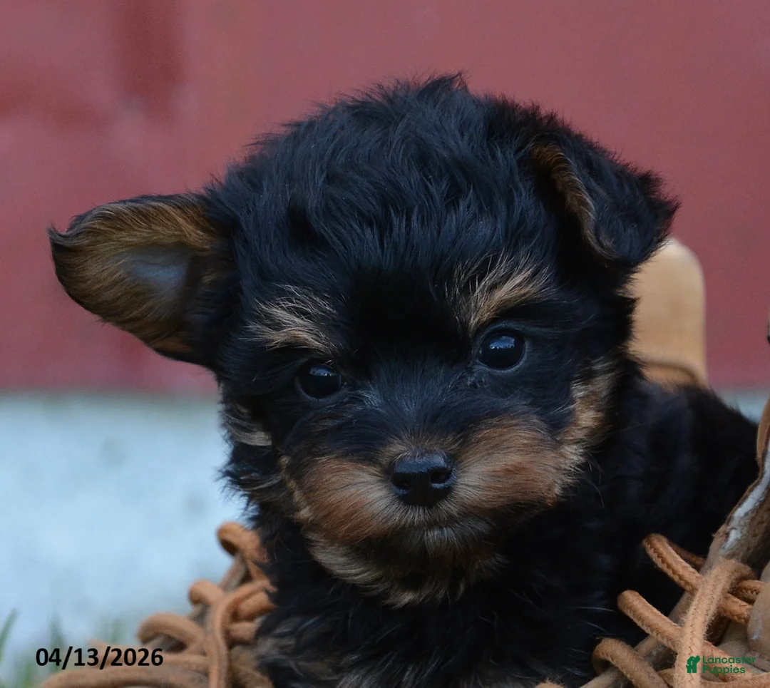 Yorkiepoo dogs for sale: Jobe - Ad 2