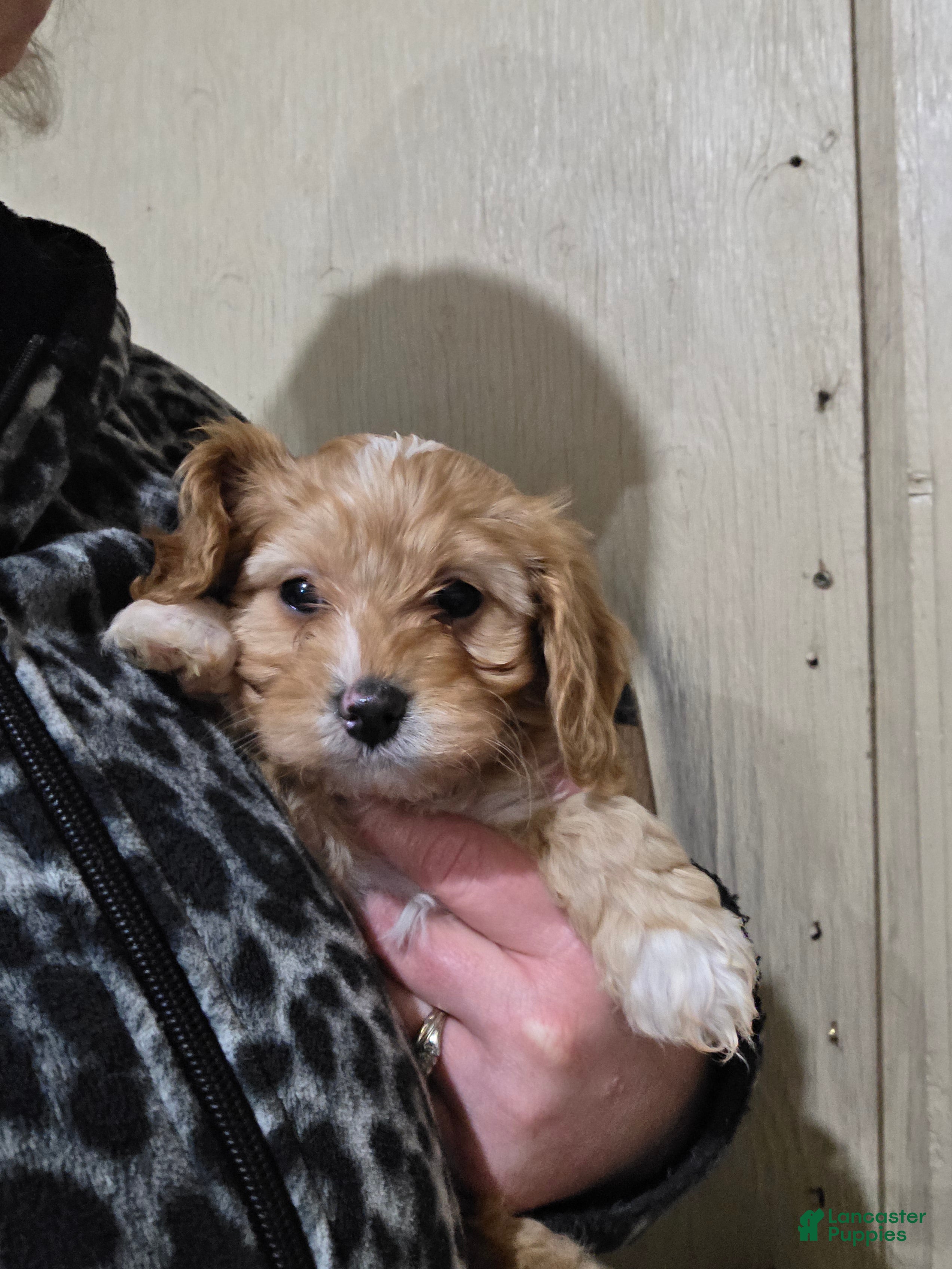 Cavapoo dogs Archie - Ad 1