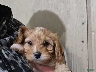 Cavapoo dogs Archie - Ad 1