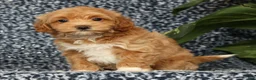 Havapoo dogs for sale: Tasha - Ad 3