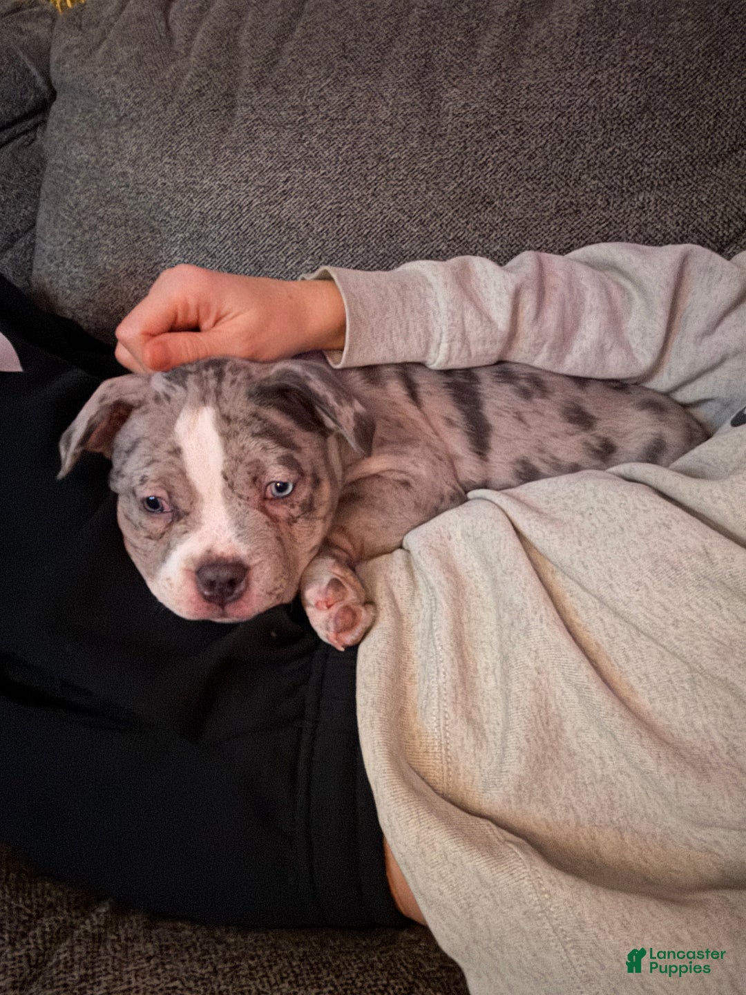 American Bully dogs for sale: American Bully Puppy 1 - Ad 2