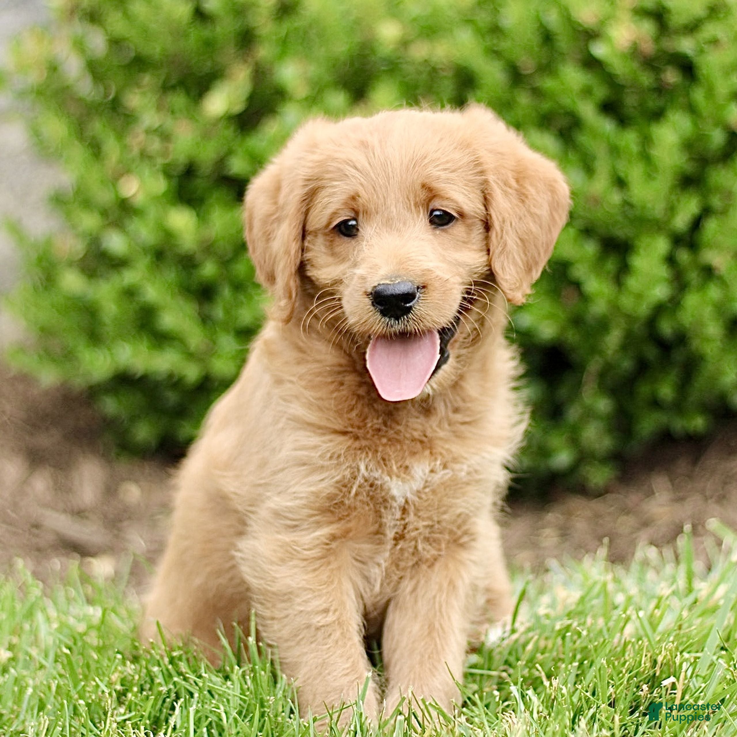 Labradoodle dogs Summit  - Ad 2