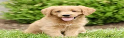 Labradoodle dogs for sale: Summit  - Ad 2