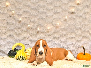 Basset Hound dogs - Ad 24