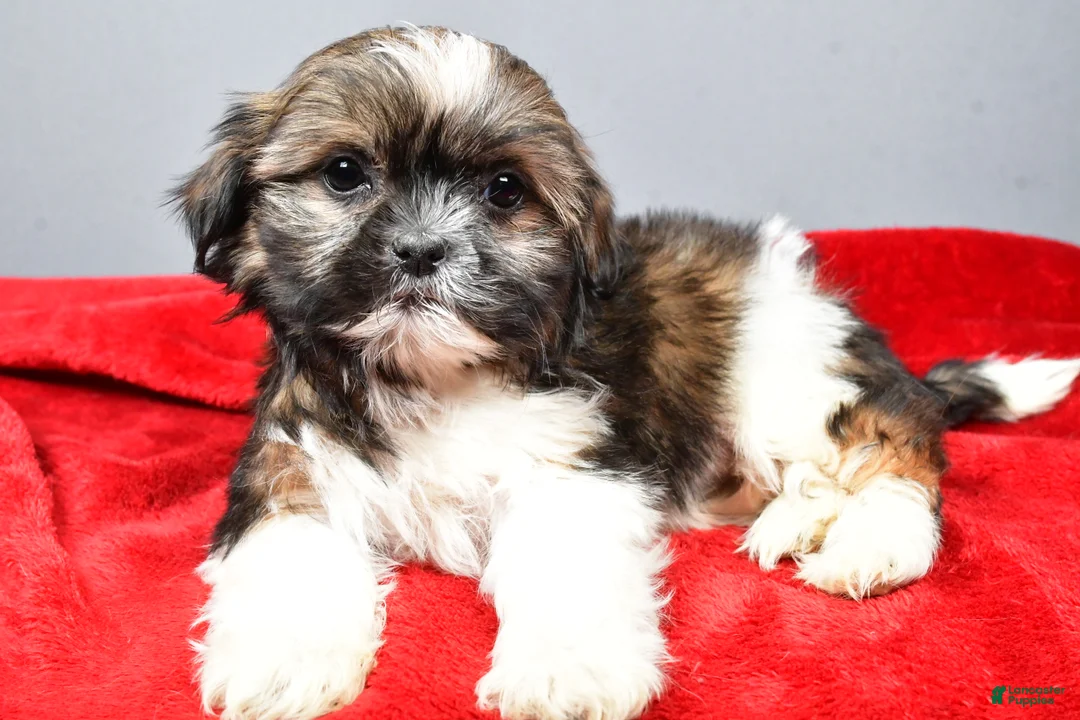Shih Tzu dogs for sale: Nate - Ad 2