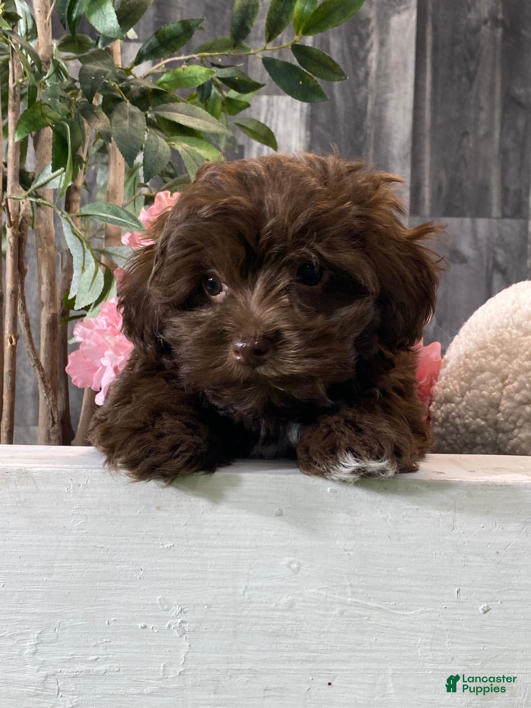 Havanese dogs for sale: Harriet - Ad 4