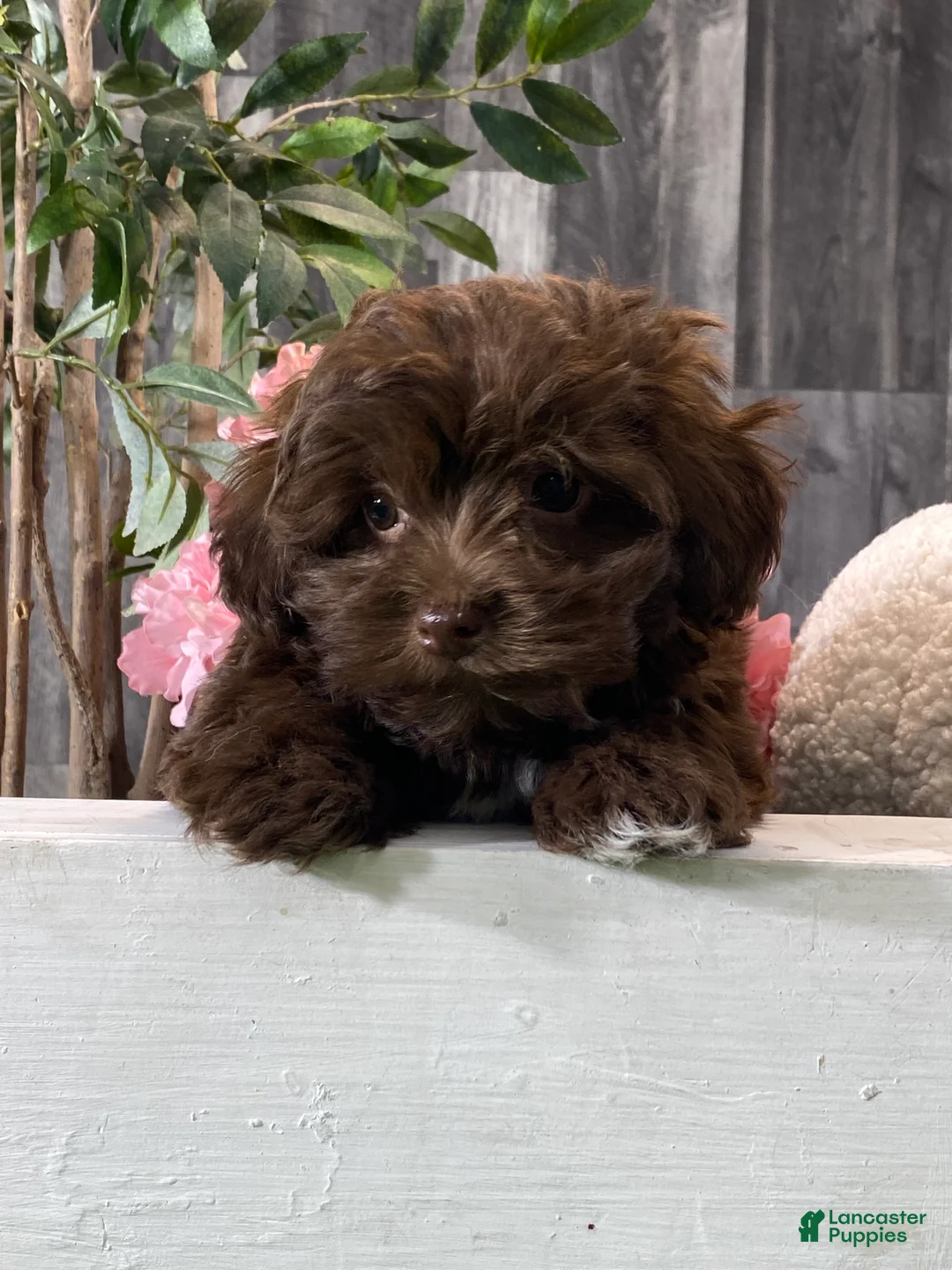 Havanese dogs for sale: Harriet - Ad 4