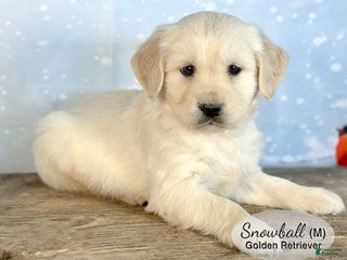 Golden Retriever dogs Snowball - Ad 22