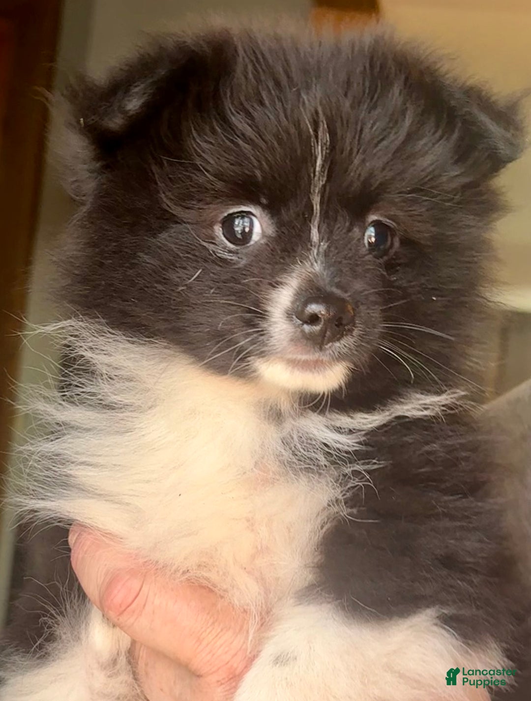 Pomeranian dogs for sale: Onyx - Ad 6