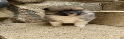 Pomeranian dogs for sale: Colton - Ad 10
