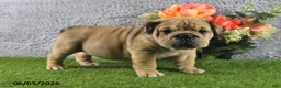 English Bulldog dogs for sale: Maggie - Ad 3
